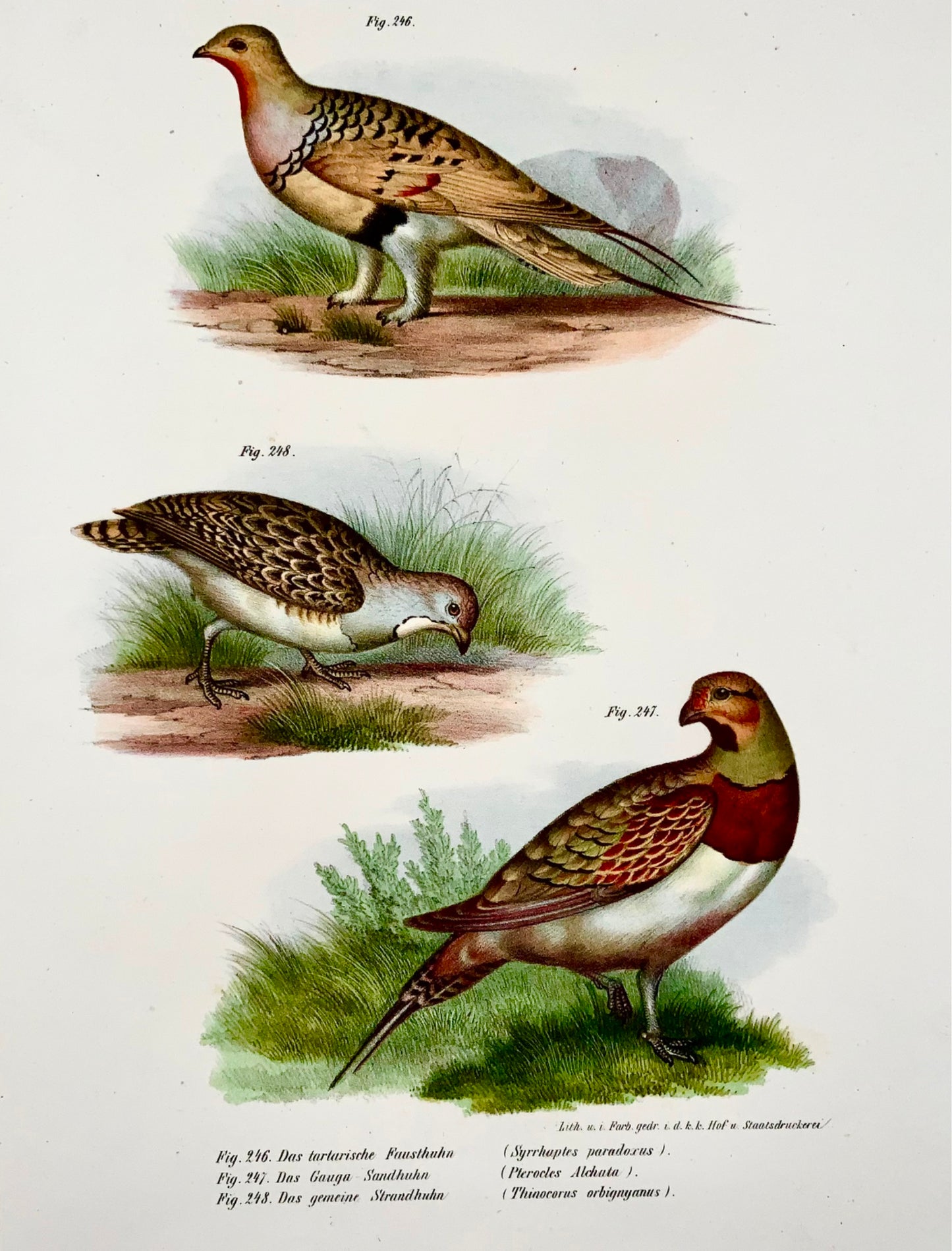 1860 Grouse Birds - Lithographie couleur Fitzinger FOLIO - Avec couleur de main ajoutée - Ornithologie