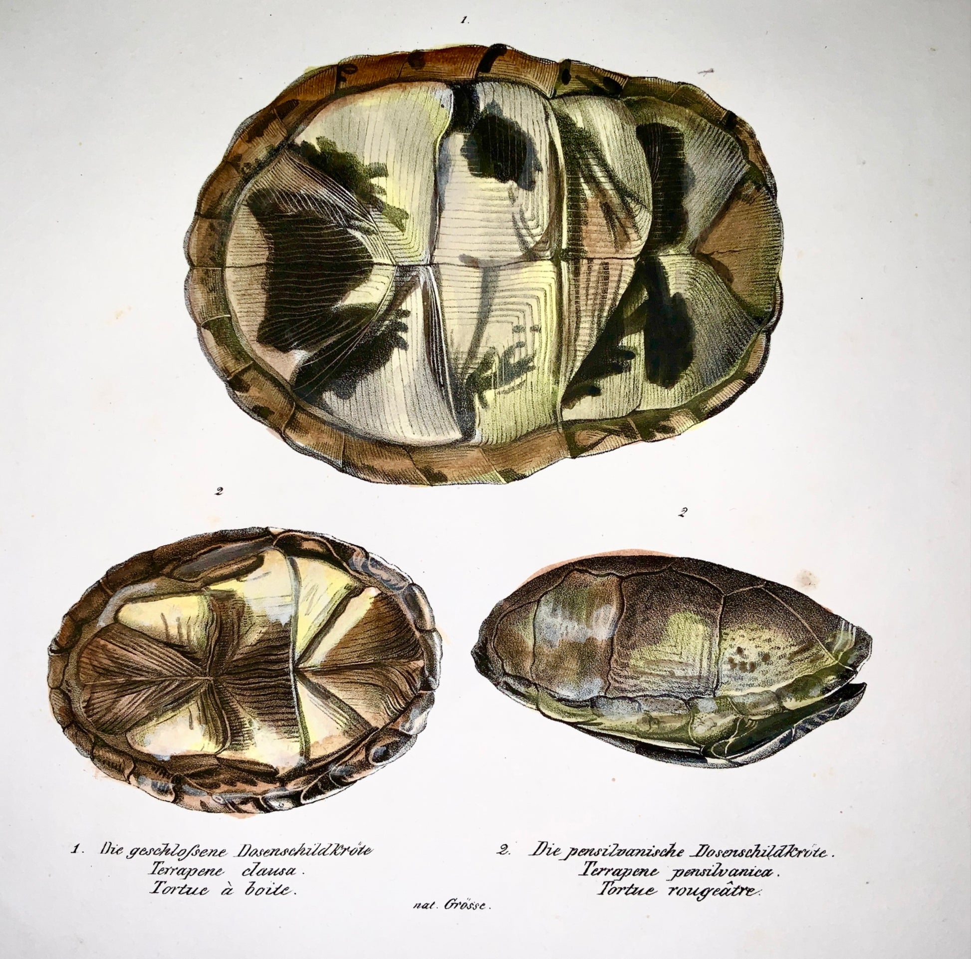 1833 H.R. Schinz (b1777) - BOX TURTLE - Hand colour stone lithograph - Amphibian