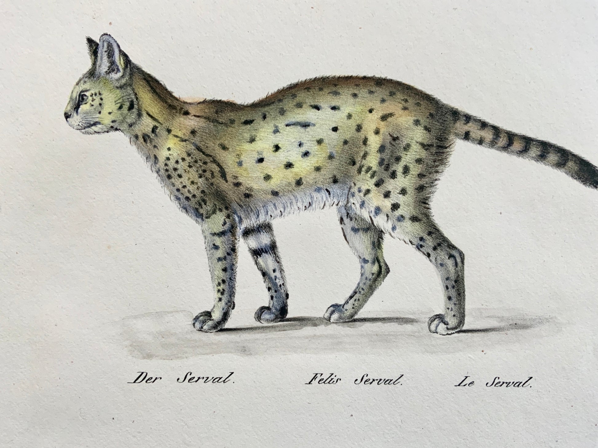 1824 Serval & Wild Cat - Mammal - K.J. Brodtmann hand colored FOLIO lithograph
