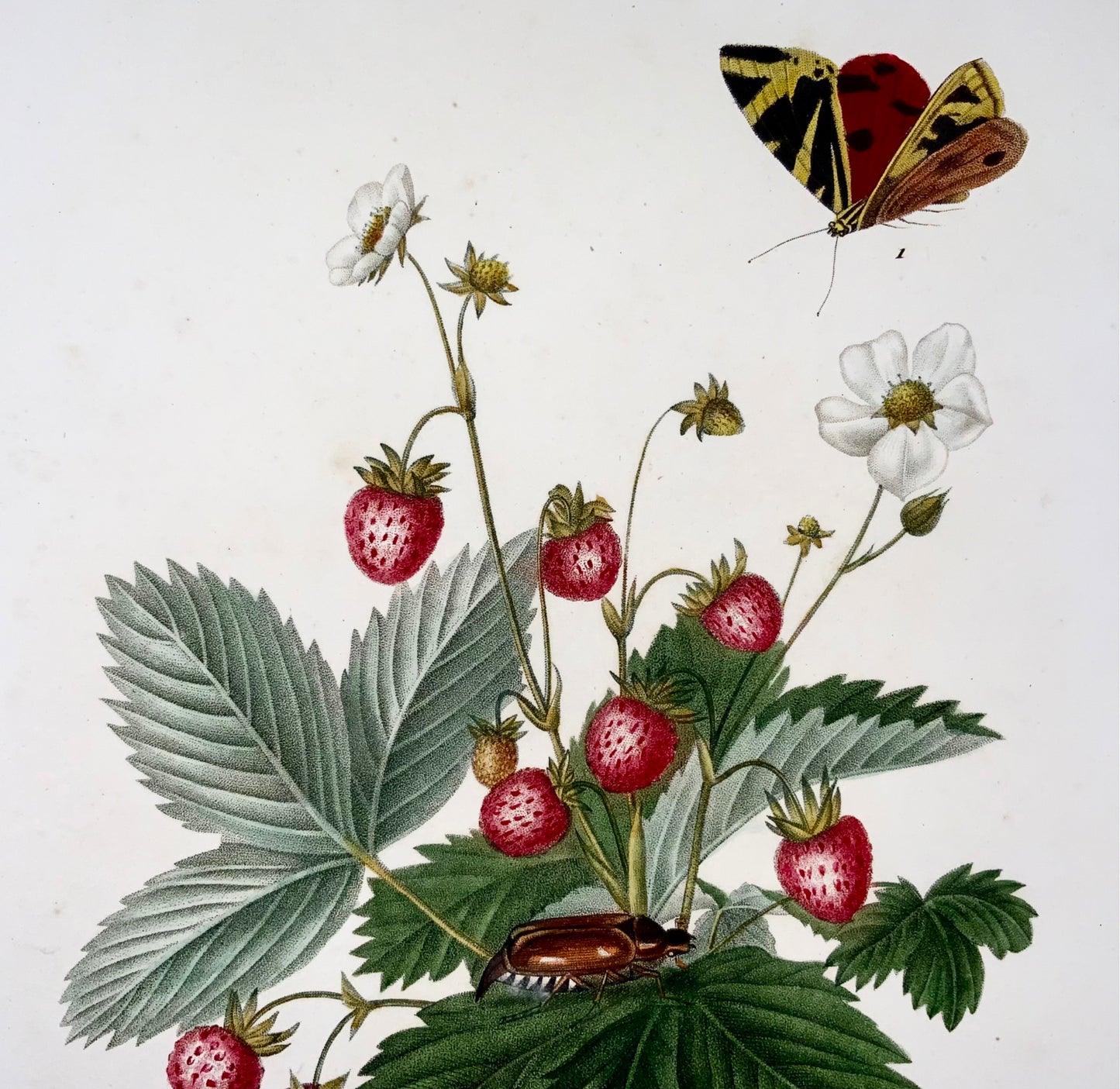 1820 Henriette A. Vincent, Strawberries & Butterflies, large folio, stipple engraving, flowers, botany, entomology