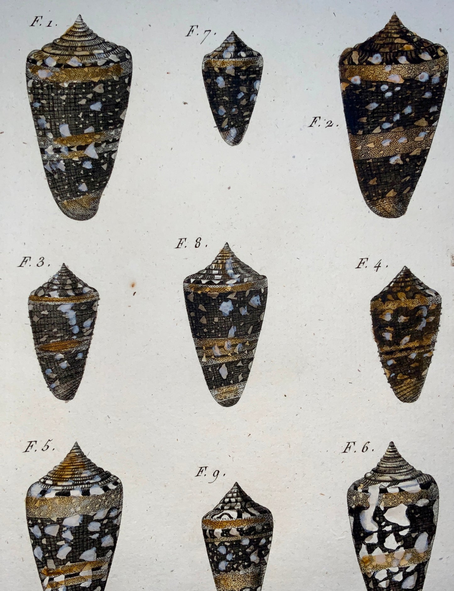 1789 J. B. Lamarck; H.J. Redoute - CONE Conus Seashell Conchology hand colour
