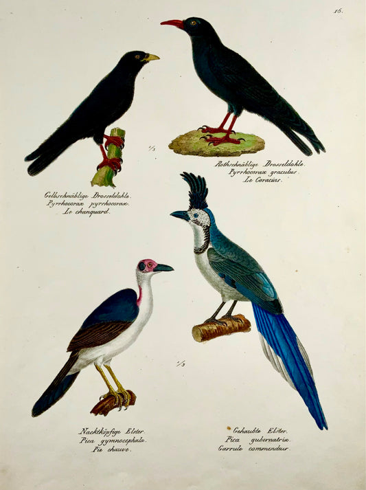 1830 Chough Corvidae - Ornithologie Brodtmann lithographie FOLIO colorée à la main