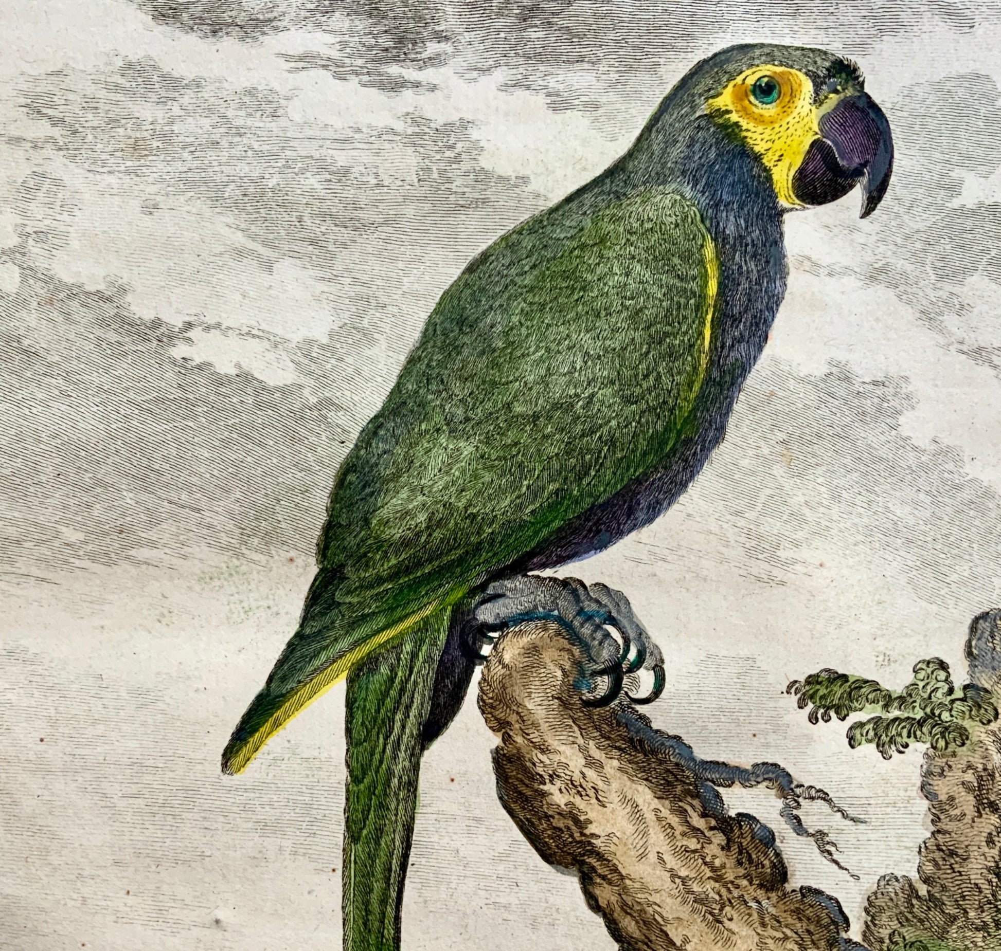 1779 Haussard after Jacques de Seve - L’Ara Vert - Parrot - 4to engraving - Ornithology