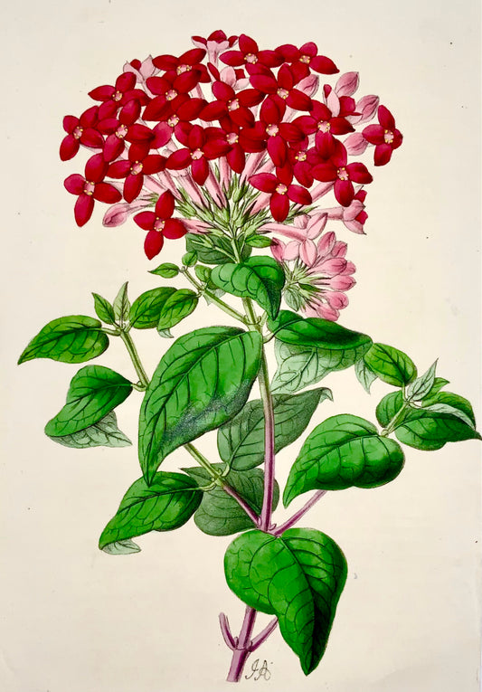 1856 Bouvardia, James Andrews, exquisite hand colour, botany