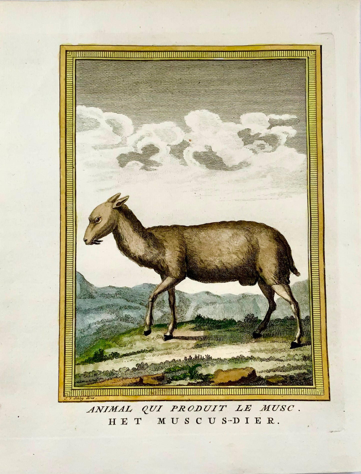 1750 Schley - MUSC DEER - Hand coloured engraving - Mammal