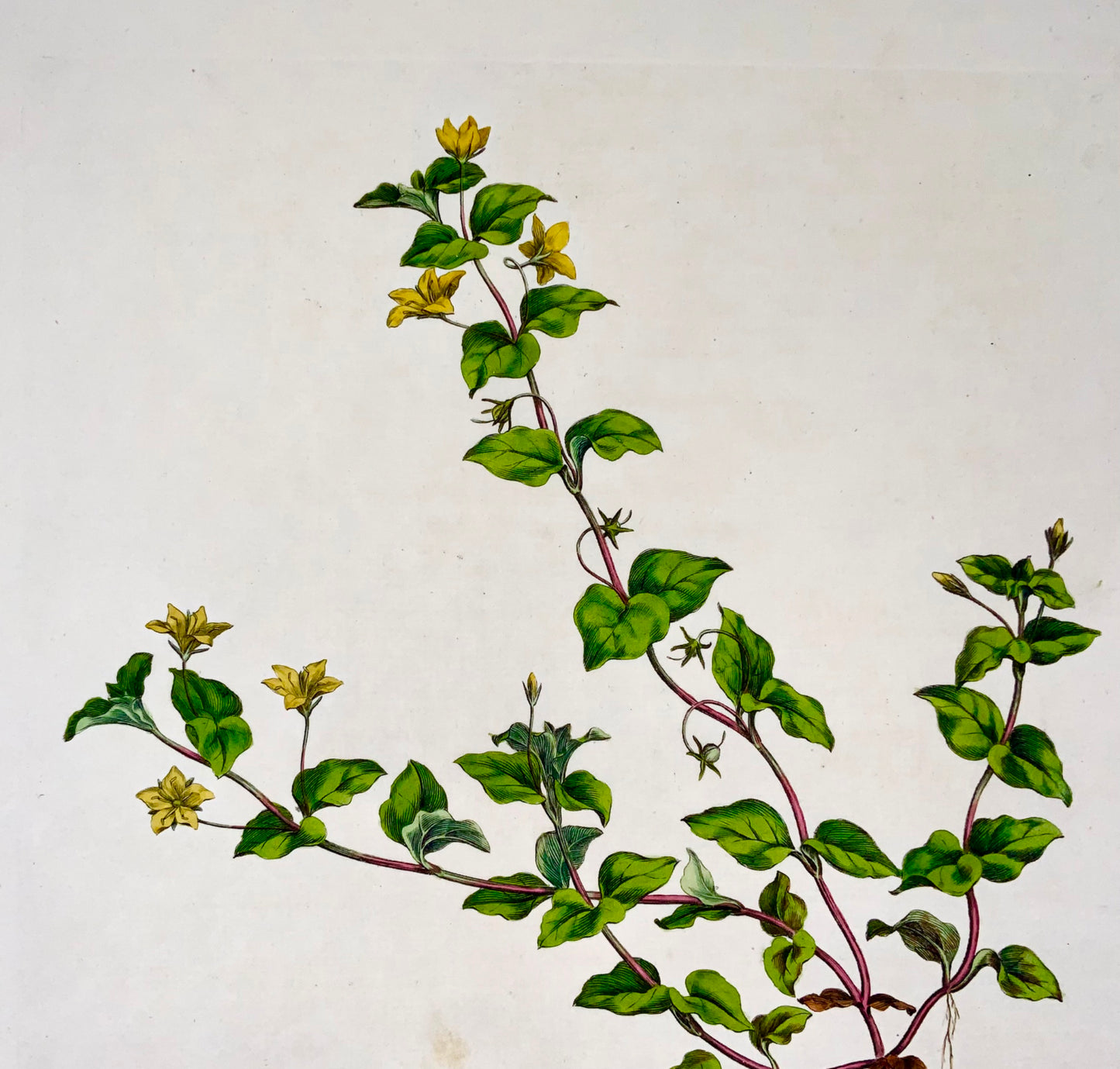 1817 Curtis, 'Flora Londinensis', Pimpernel, foglio grande, colorato a mano, botanica