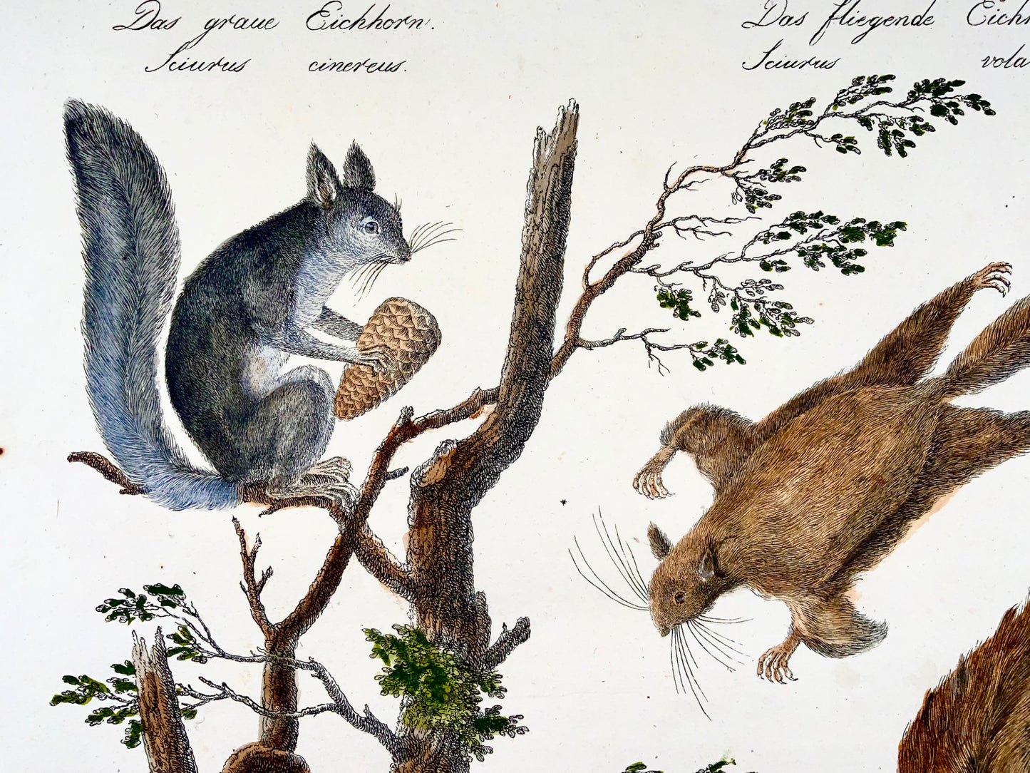 1816 SQUIRRELS - Brodtmann - Imp. folio 42.5 cm 'Incunabula of Lithography' - Mammals
