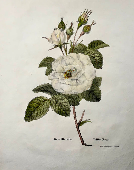 1820 c Rosa Bianca, litografia in pietra in folio di Burggraaf con colori a mano, botanica
