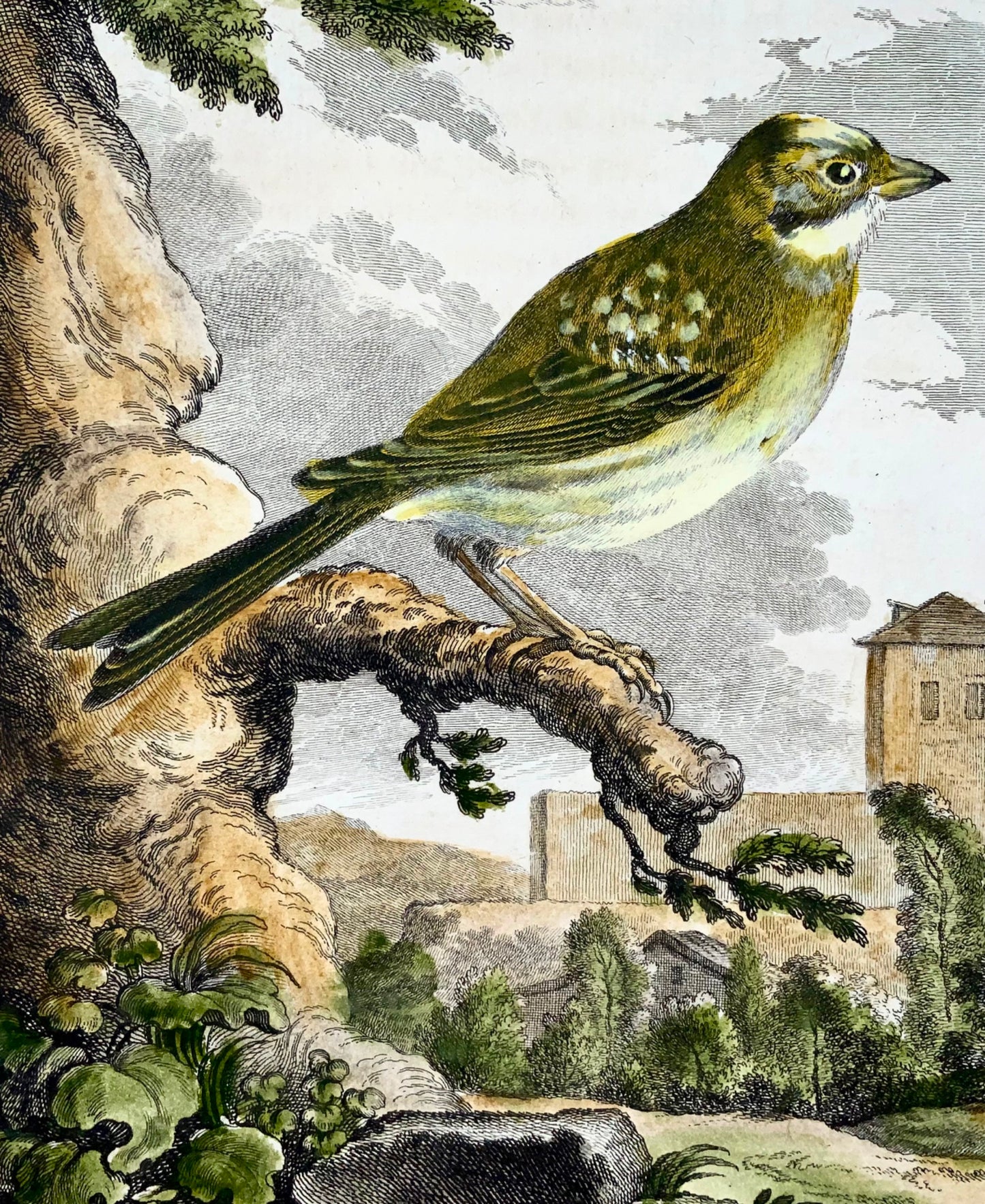 1779 Greenfinch, ornithology, large quarto edition, hand colour, engraving