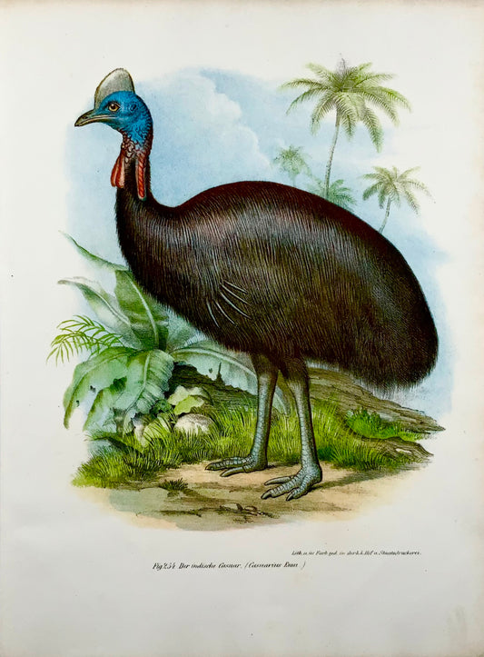 1860 Uccello CASSOWARIO - Litografia a colori Fitzinger FOLIO con colore a mano