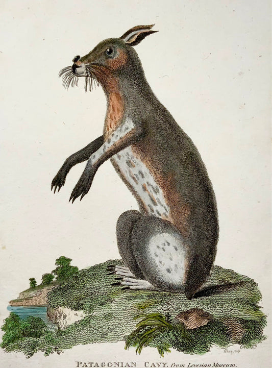 1801 Cavia, cavia, mammifero, prima impressione, incisione su rame, colore a mano