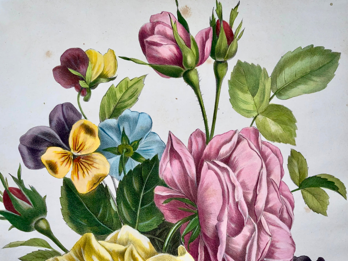 1840c Rose e viole del pensiero, Jullien, Bequet, grande litografia in pietra colorata a mano, botanica
