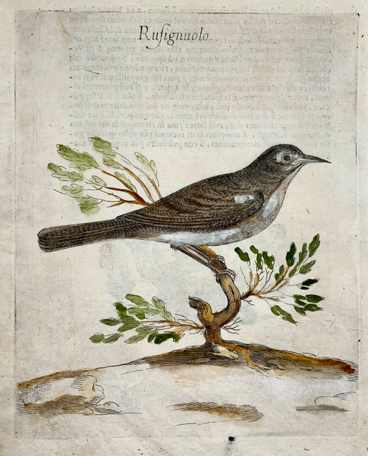 1622 Rossignol, Ornithologie, Fourmi. Tempête ; F. Villamena, Maître Gravure 