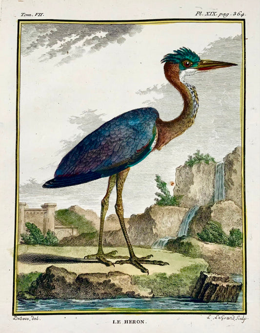 1779 Le Grand secondo de Seve, Airone, ornitologia, grande edizione 4a, incisione