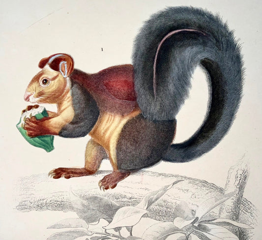 1840 Squirrel, Hamster, Ed Travies [b1809], original hand colour, mammal