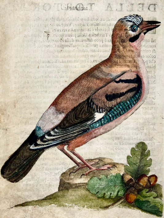 1622 Jay, Ornithology, Antonio Tempesta; Fr. Villamena, Master Engraving