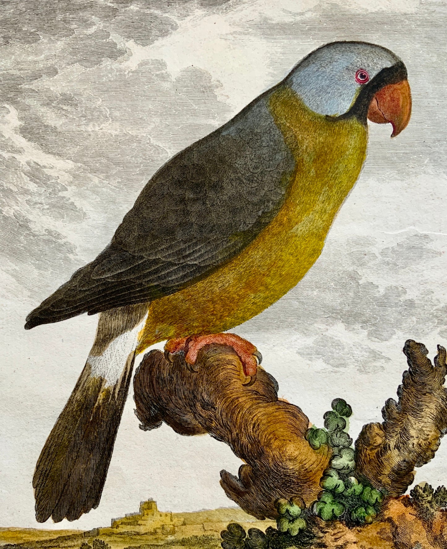1779 Haussard after Jacques de Seve - Mascarene Parrot - 4to engraving - Ornithology