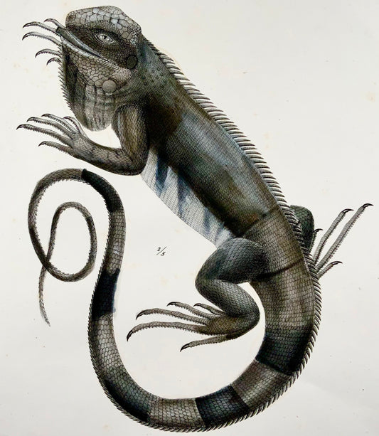 1833 H.R. Schinz (b1777) IGUANA Lizards - Hand coloured stone lithograph - Reptiles
