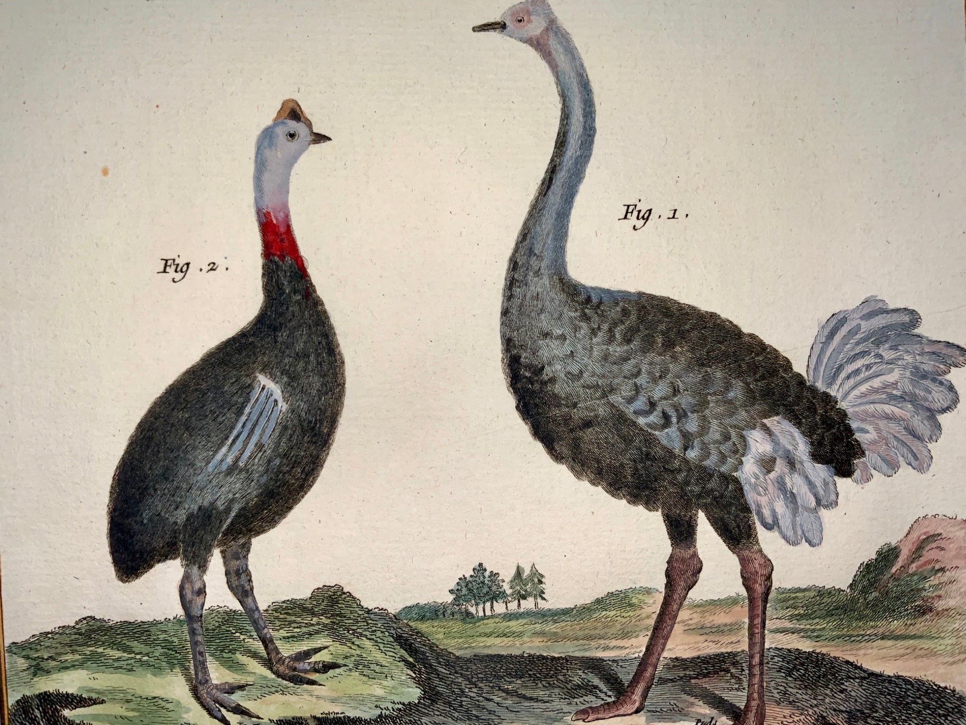 1780 Martinet - PELICAN FLAMINGO OSTRICH - hand coloured 38 cm engraving - Ornithology