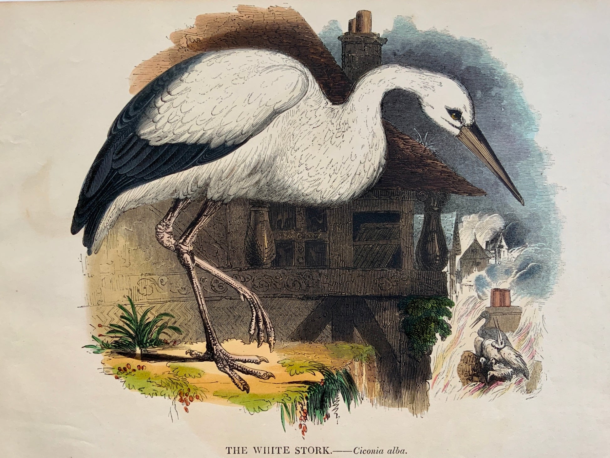 1845 WHITE STORK - Bird - Josiah Wood Whymper (1813-1903) - large coloured woodcut