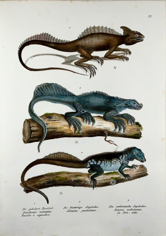 1833 Schinz (b1777) Basilisk Sailfin Lizards, litografia in pietra colorata a mano, rettili