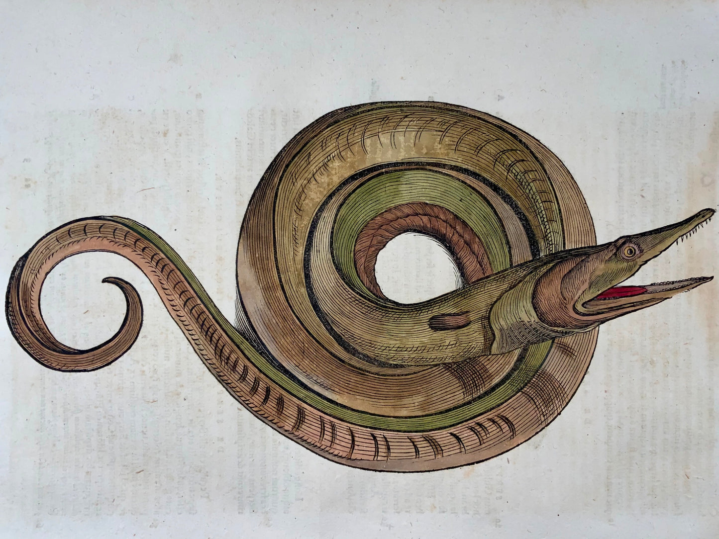 1558 Serpente marino, Conrad Gesner, xilografia in folio, colorata a mano, Primo Stato