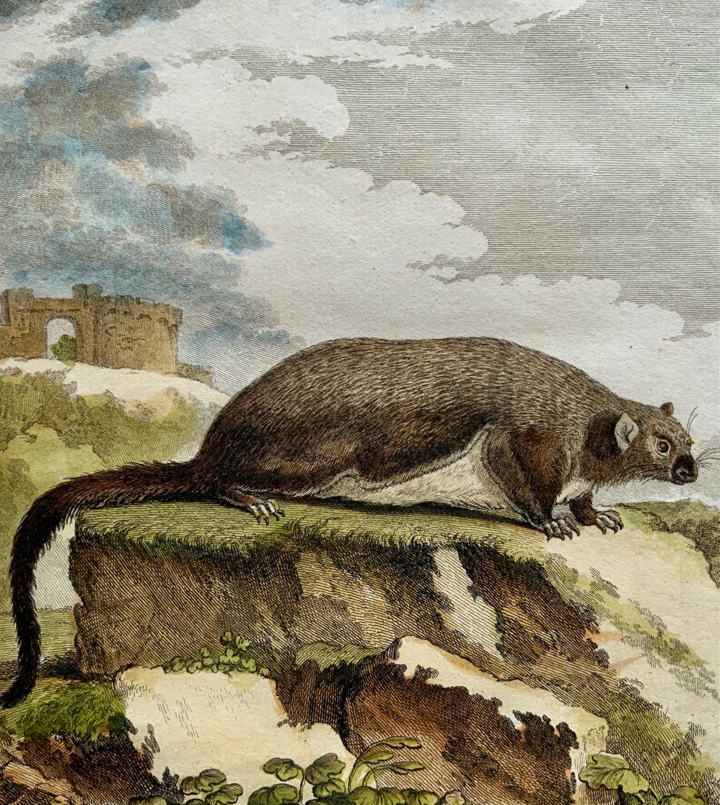 1766 De Seve Woolly FLYING SQUIRREL large QUARTO edition hand colored engraving - Mammal