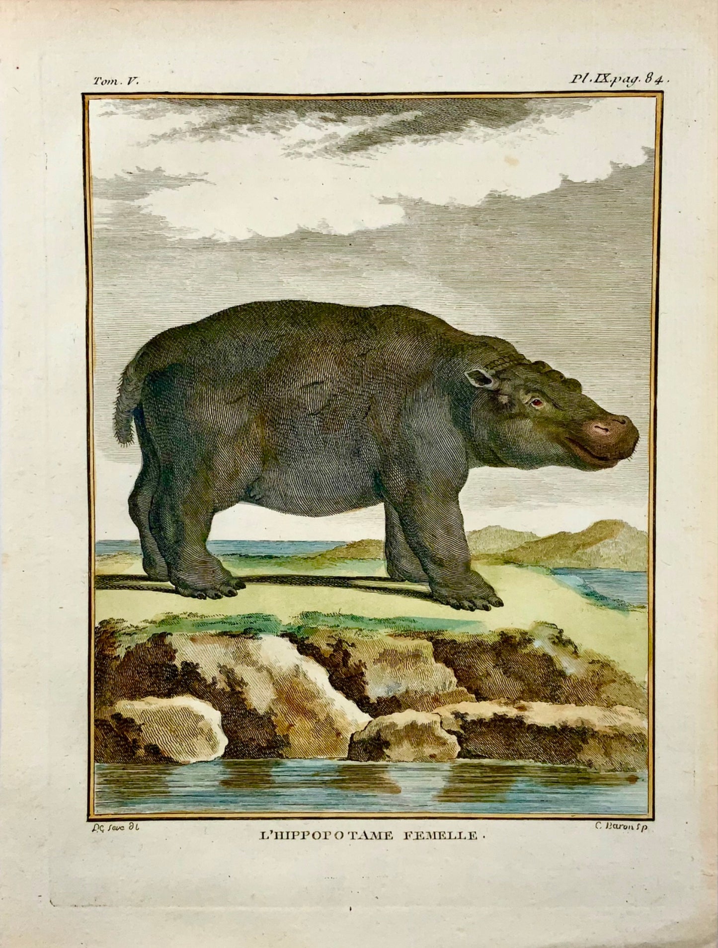 1766 De Seve; Barone, Ippopotamo, edizione grande in quarto, incisione colorata a mano, mammiferi