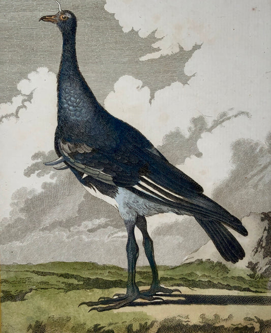 1779 de Seve - SCREAMER - Ornithology - 4to Large Edn engraving