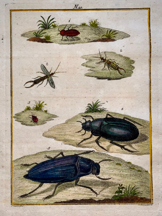 1790 BEETLES Bugs Insects - Joh. Sollerer hand coloured engraving