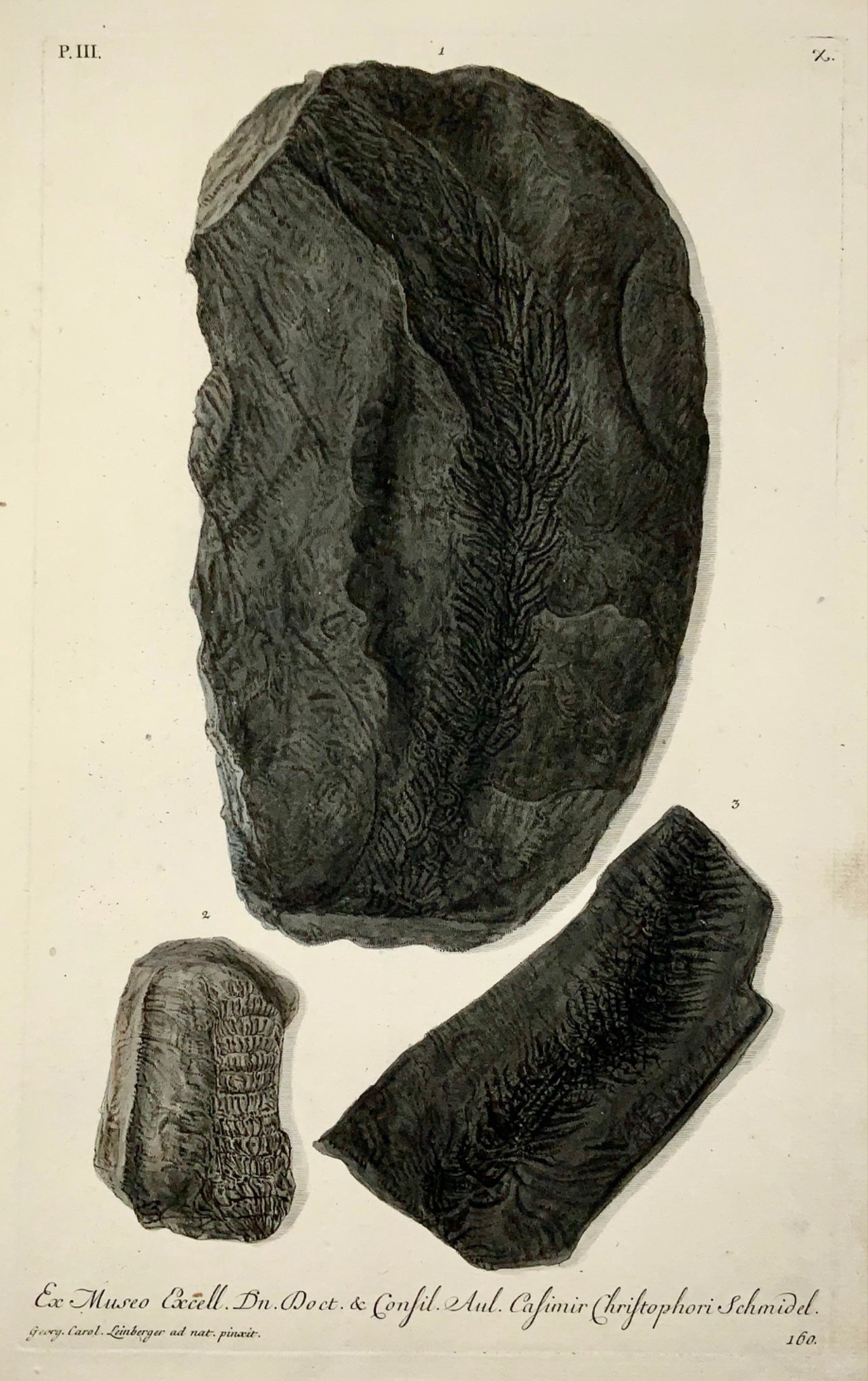 1764 G. W. Knorr (1705-1761); Large FOLIO Palaeontology Fossils Geology (III)