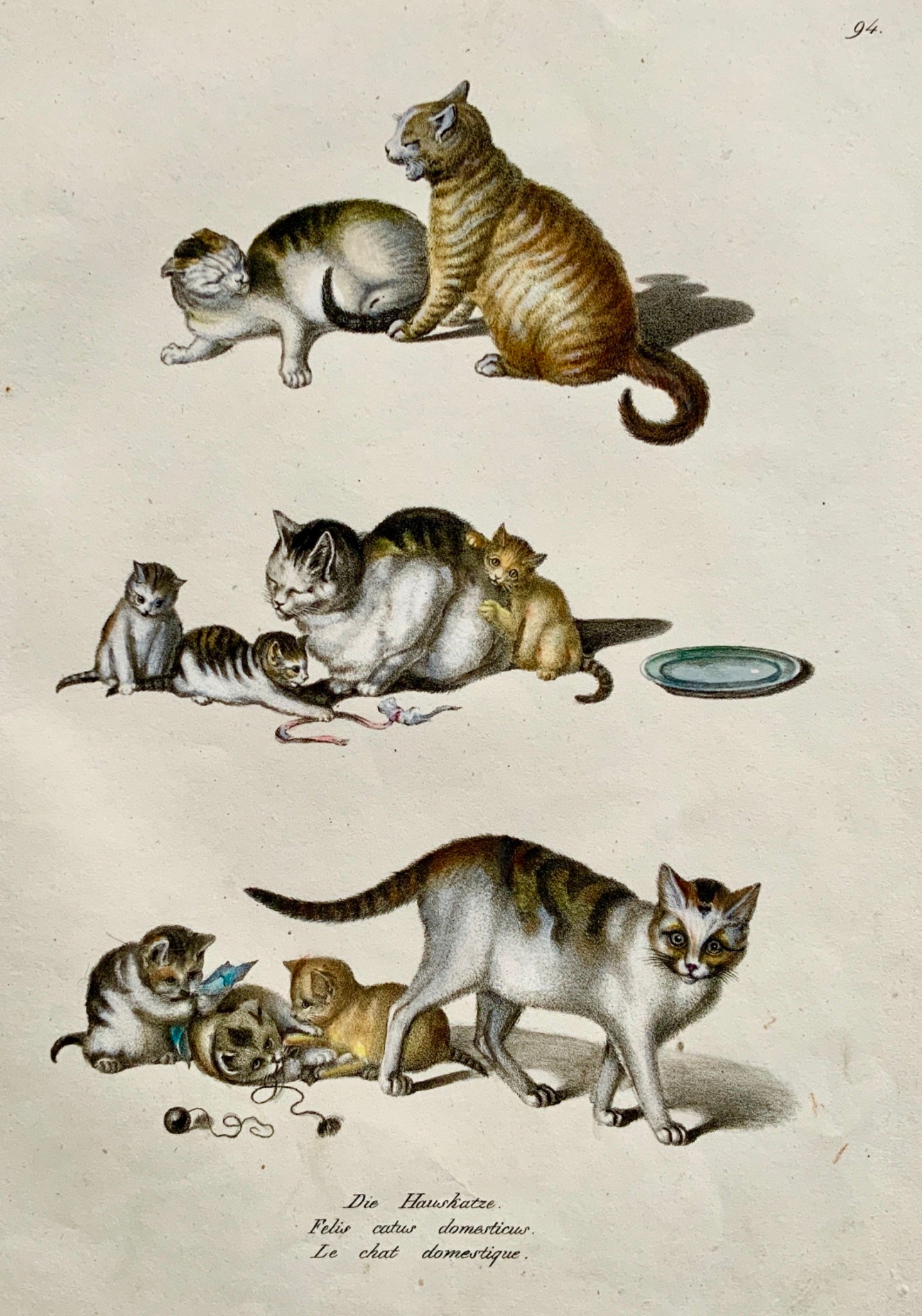 1824 Domestic Cats - Brodtmann; Gottfried Mind - hand colored stone lithography - Mammals