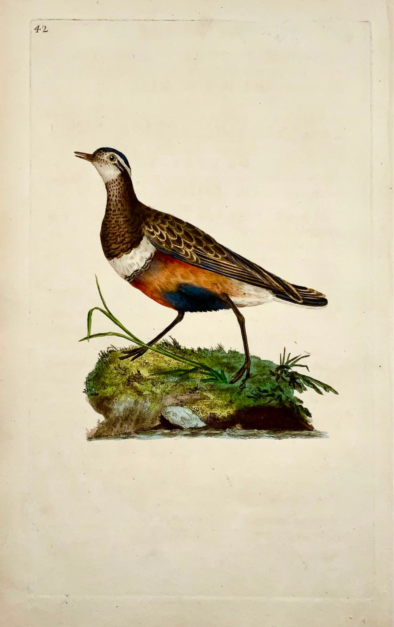1794 Edward Donovan - DOTTEREL Bird - squisita incisione su rame colorata a mano