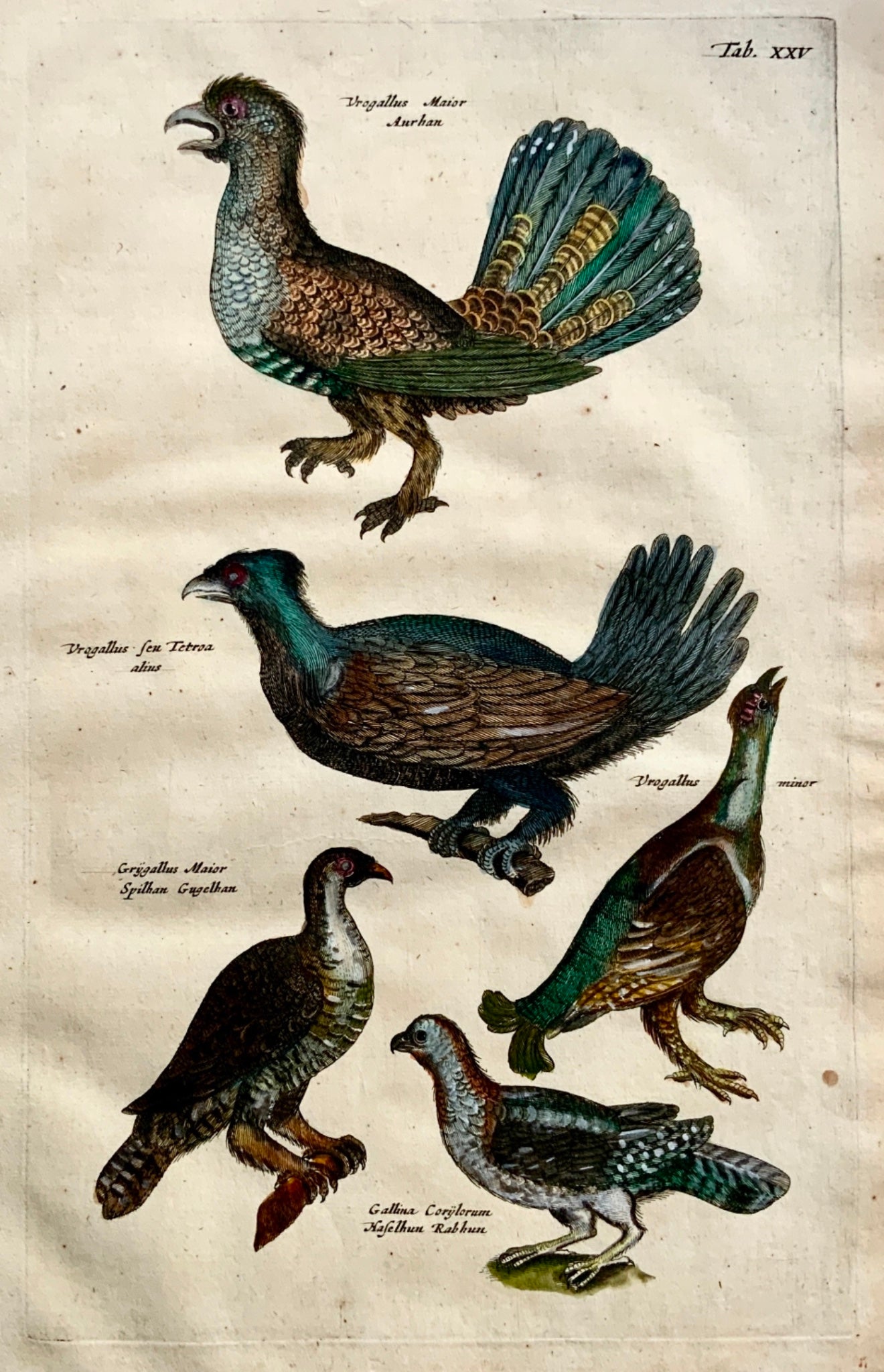 1657 Vrogallus Ornithology - Matt. MERIAN Folio Handcolored Engraving