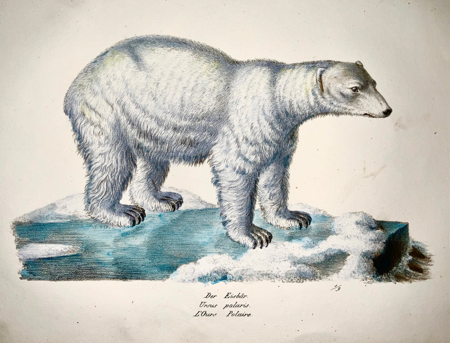 1824 POLAR BEAR Mammal - K.J. Brodtmann hand colored FOLIO lithography
