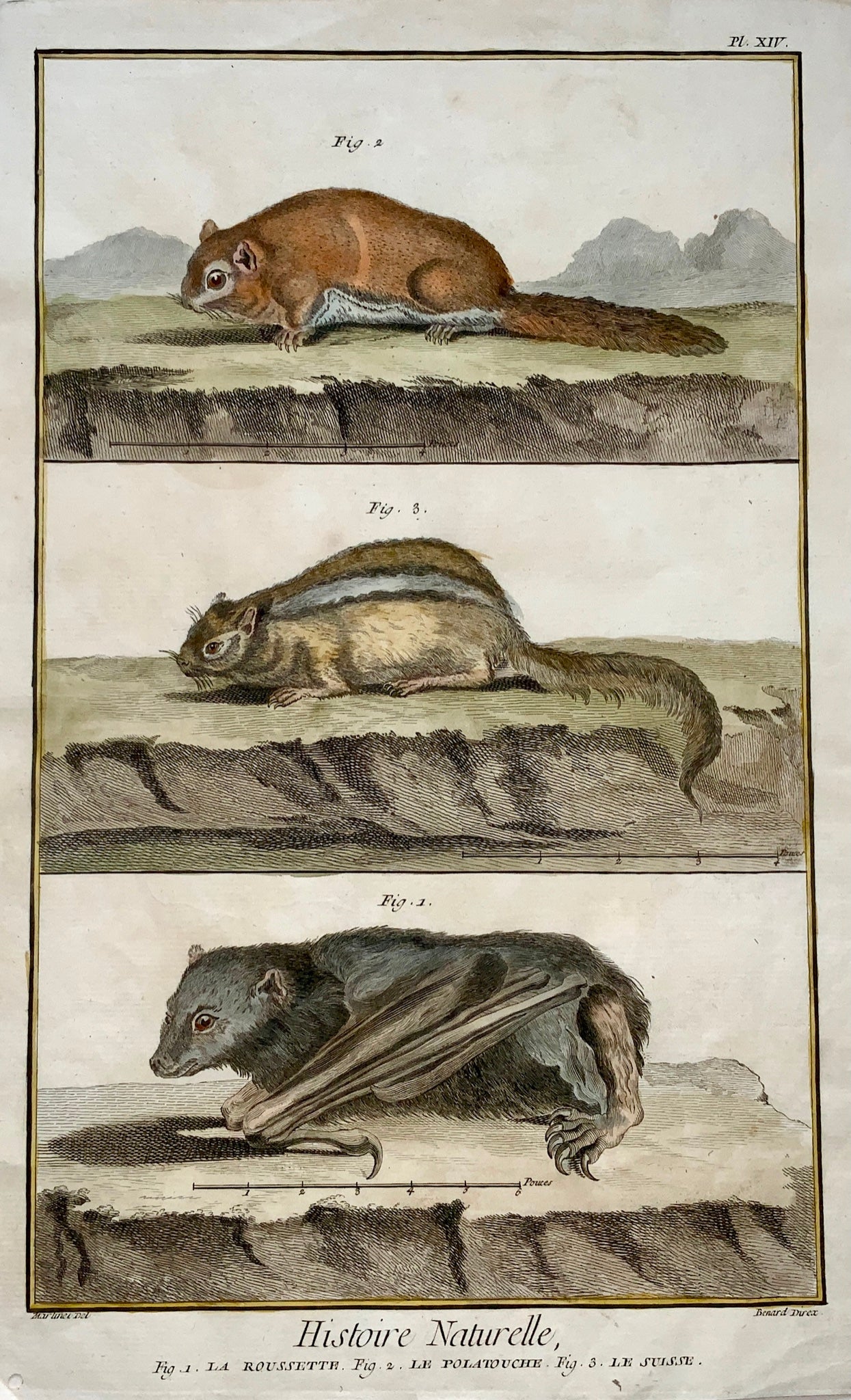 1751 Martinet - Bat, Squirrel, Suisse - hand coloured - Large Folio 39 cm - Zoology