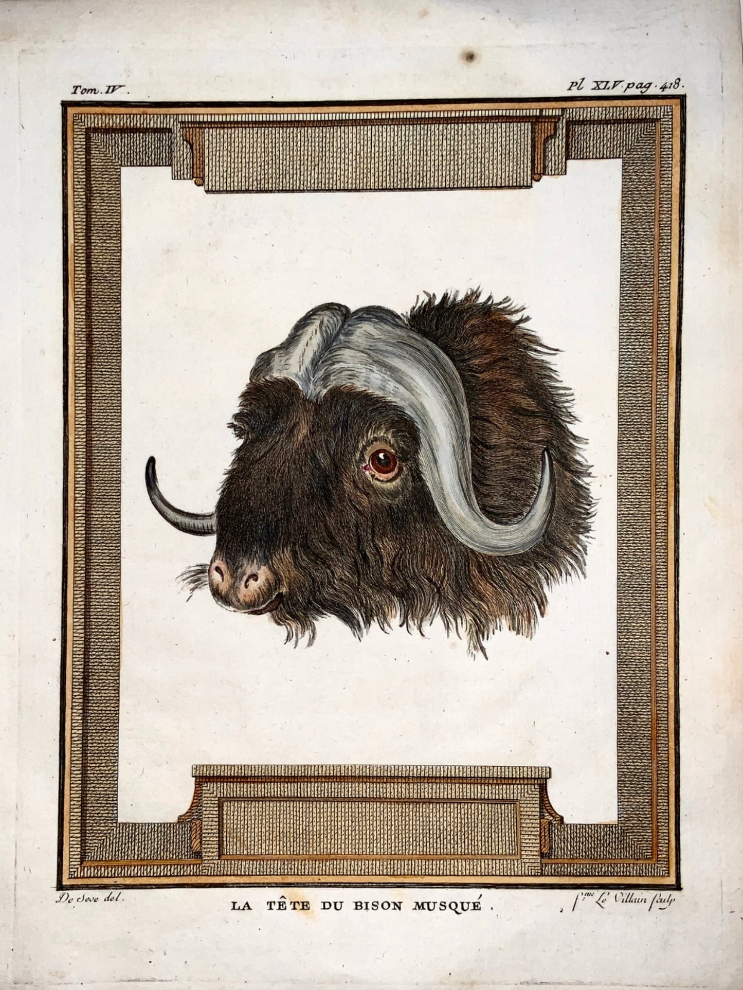 1779 Villain; J. de Seve - BISON HEAD - Mammal - 4to engraving