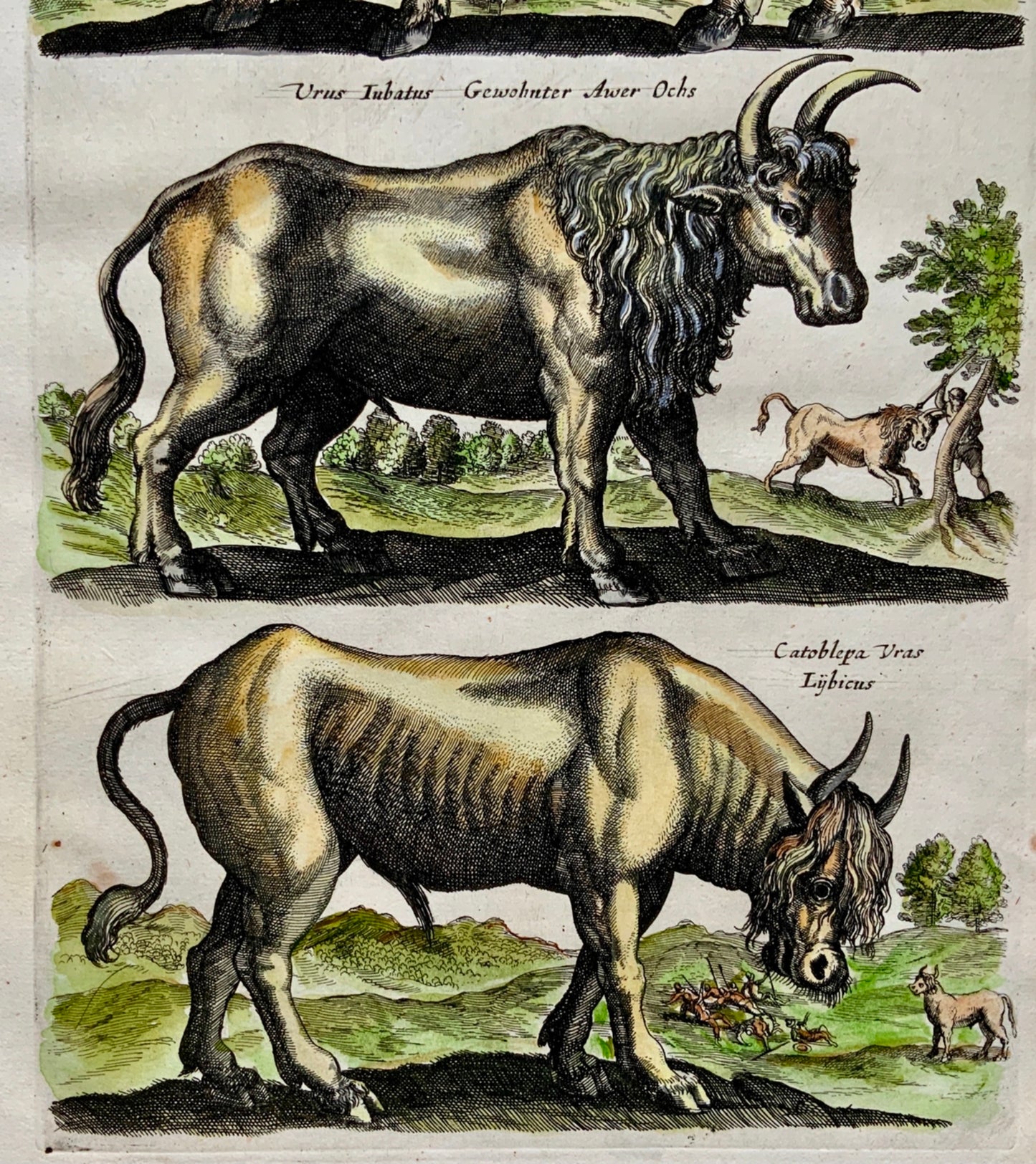 1657 Bull Ox Cattle - Matt. Merian - Folio - Hand coloured engraving - Mammals