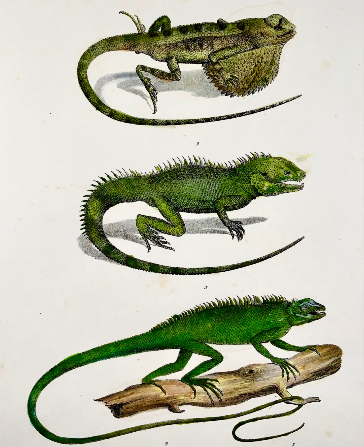 1833 H.R. Schinz (b1777) SITANA Dragon Lizards - Hand coloured stone lithograph - Reptiles