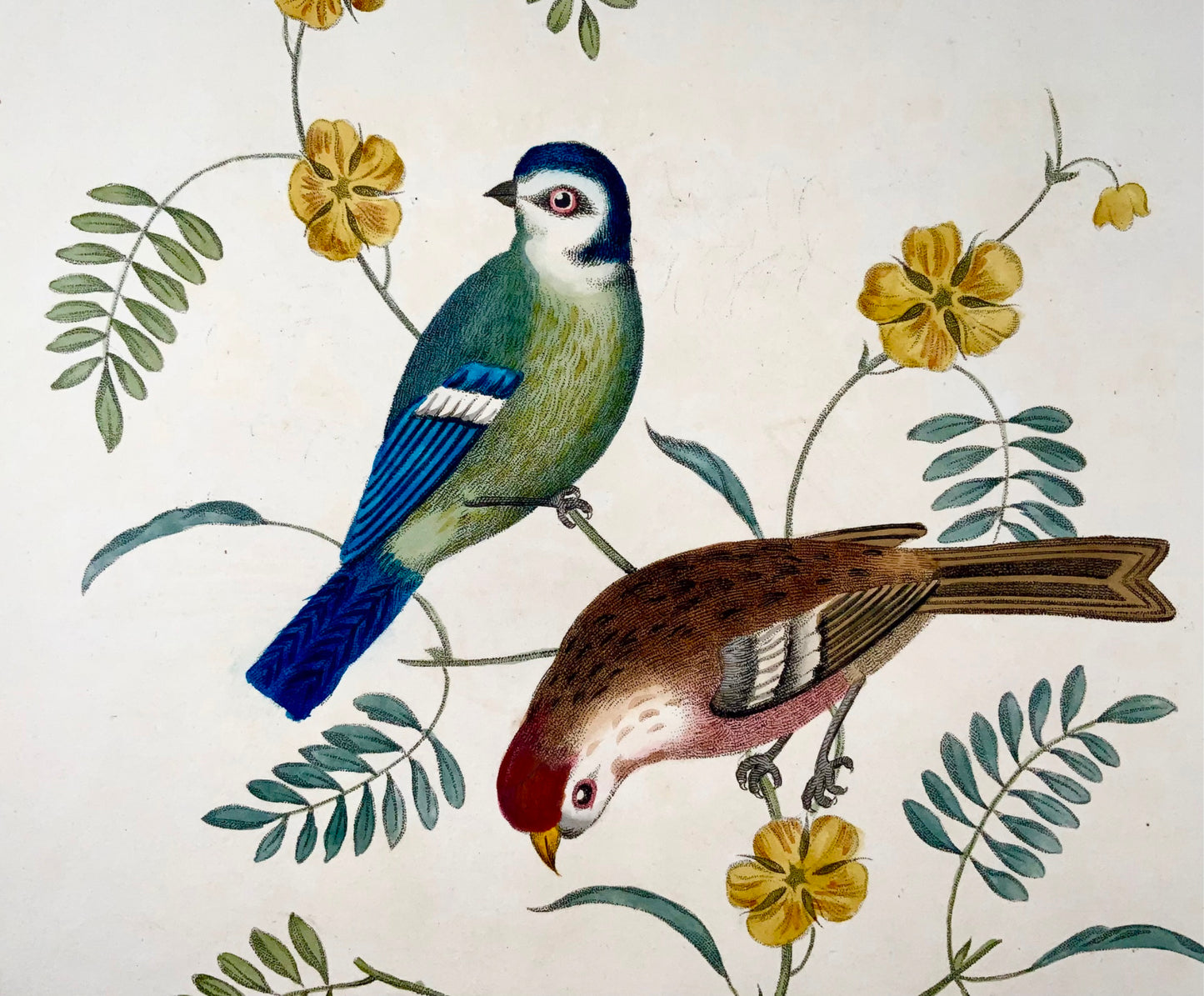 1819 George Brookshaw (b 1751), ornithology, Tom tit & Redpoll, foliate border
