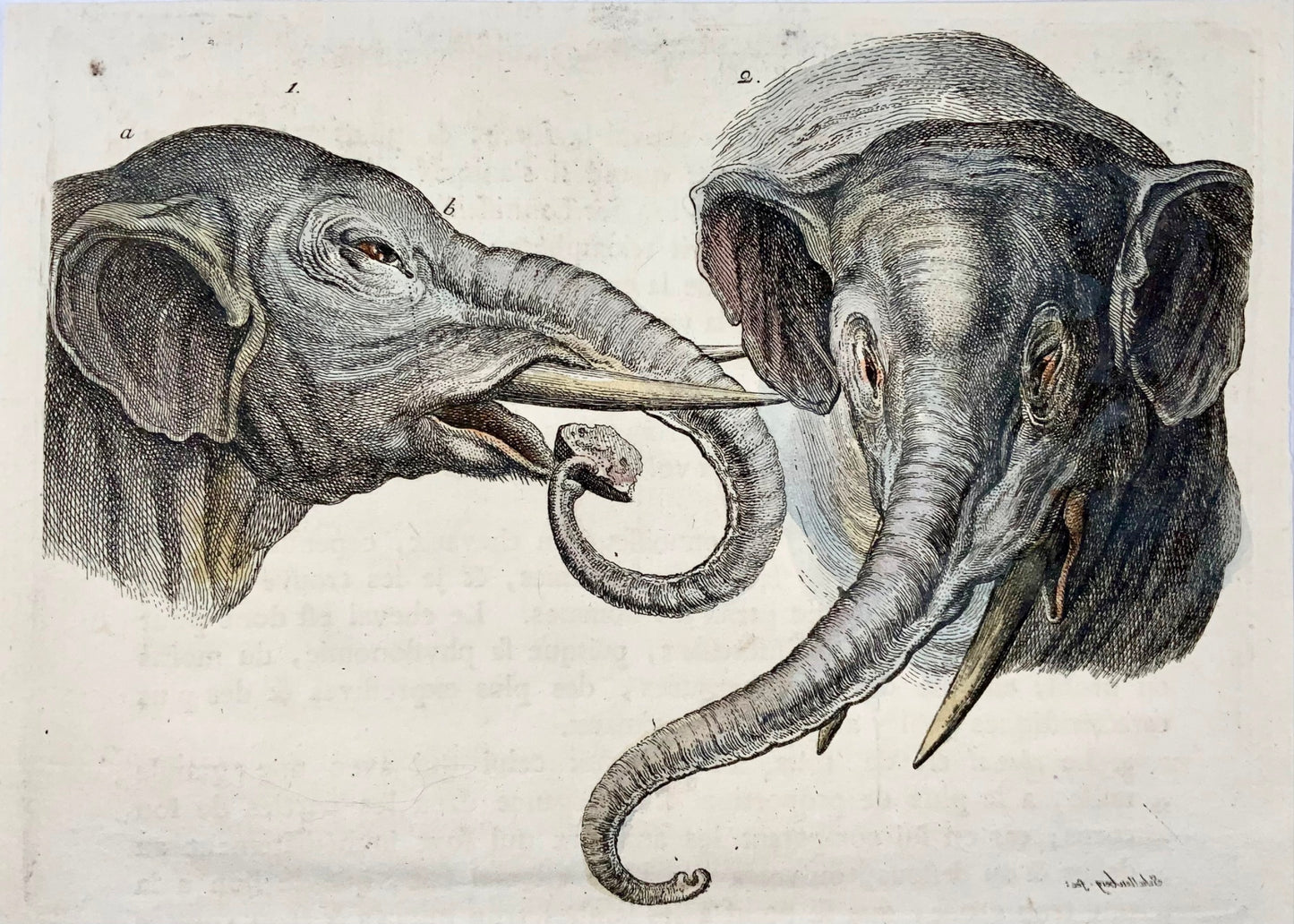 1780 Study of Elephant, R.J. Schellenberg, hand coloured copper engraving, mammals