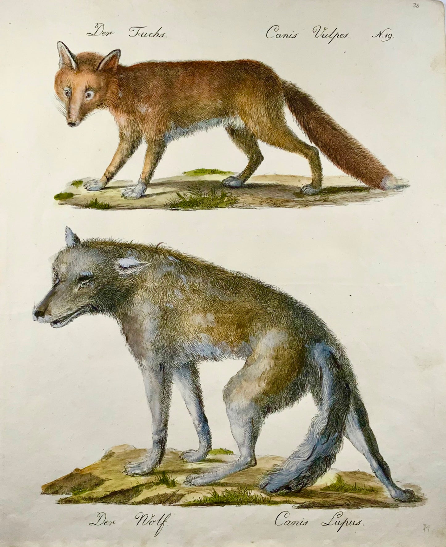 1816 Fox Wolf, Brodtmann, Imp. folio 42.5 cm, incunabula of lithography