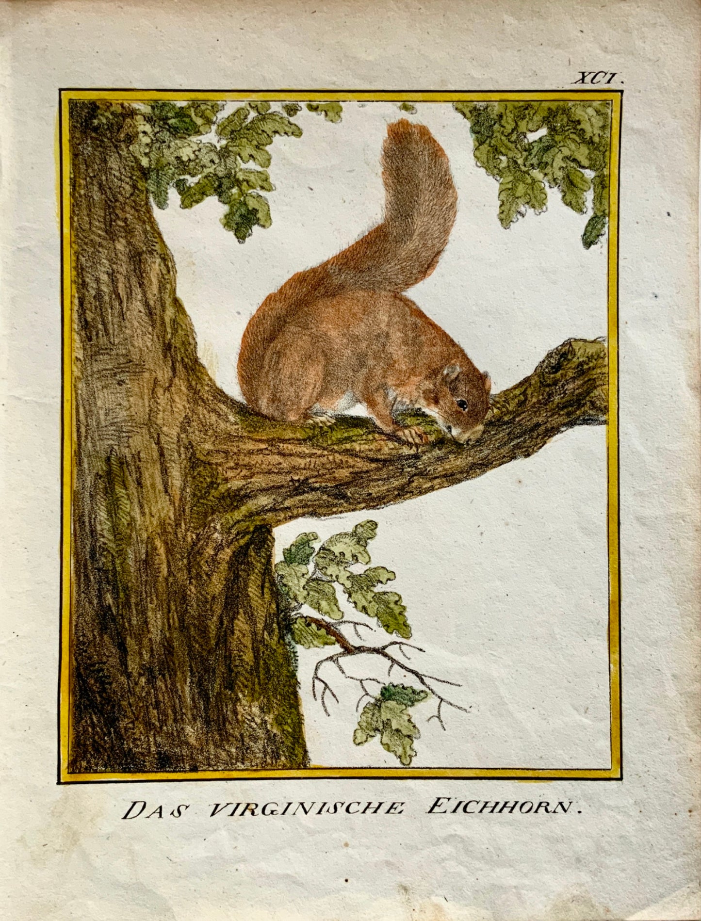 1816 American Squirrel INCUNABULA OF LITHOGRAPHY K. Schmidt 4to hand coloured - Mammal