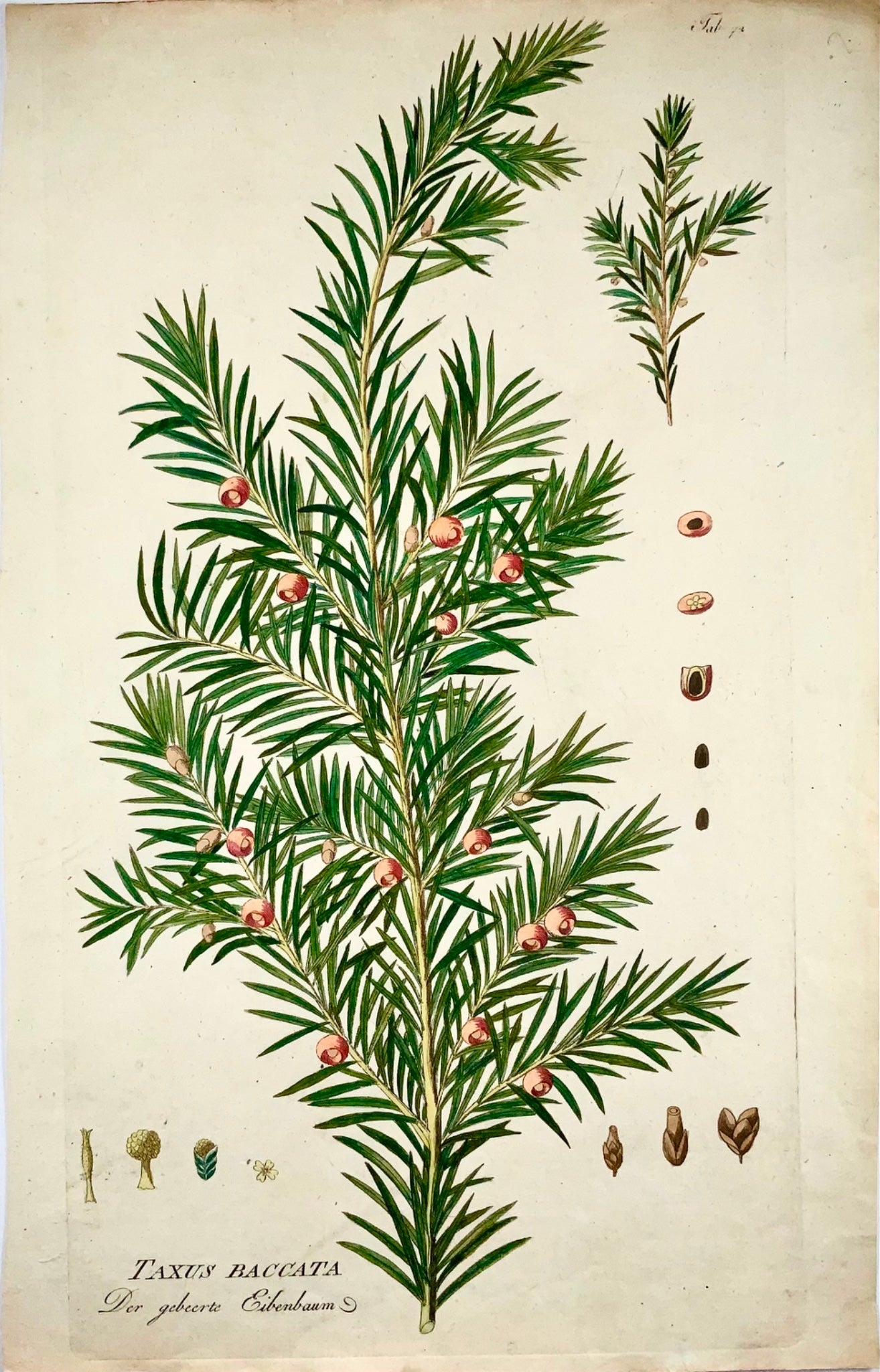 1788 Albero di tasso, dendrologia, JJ Plenck, Icones plantarum, 45 cm, folio