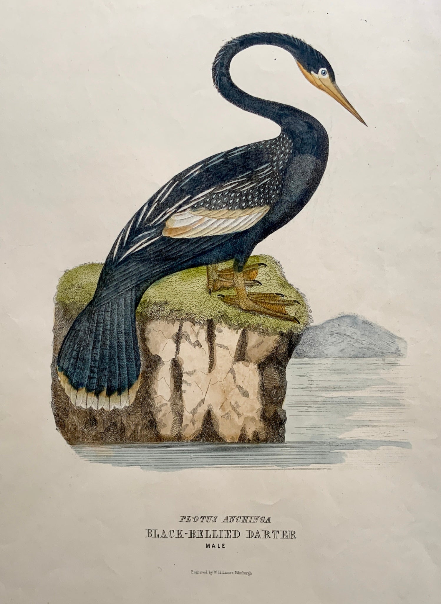 1846 DARTER Black Billed Ornithology - Brown hand coloured Large Folio (36cm)