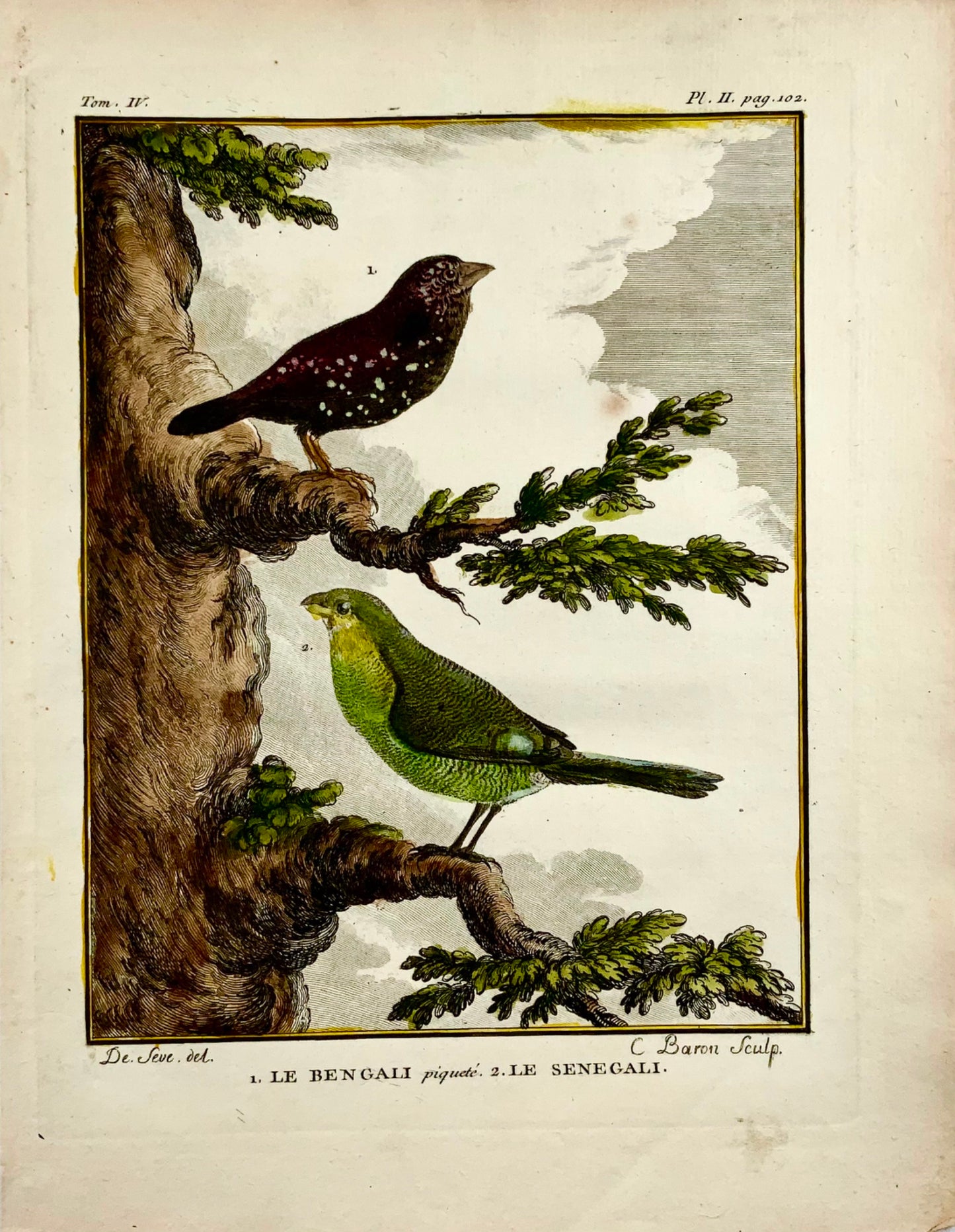 1779 de Seve - Red Avadavat, Finch - Ornithology - 4to Large Edn engraving