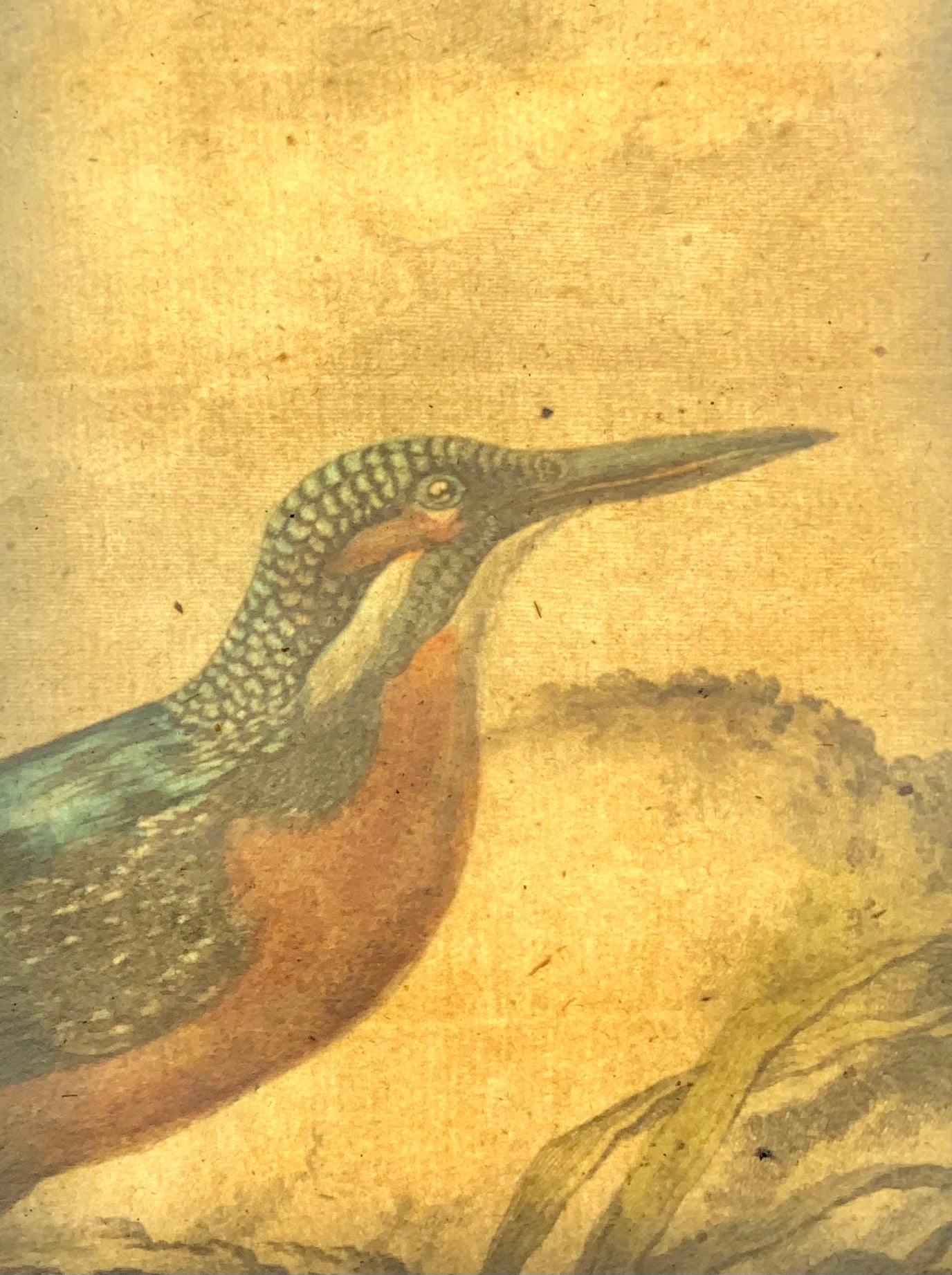 1775 Martin pescatore, bella incisione in rame quarto colorato a mano, Ornitologia