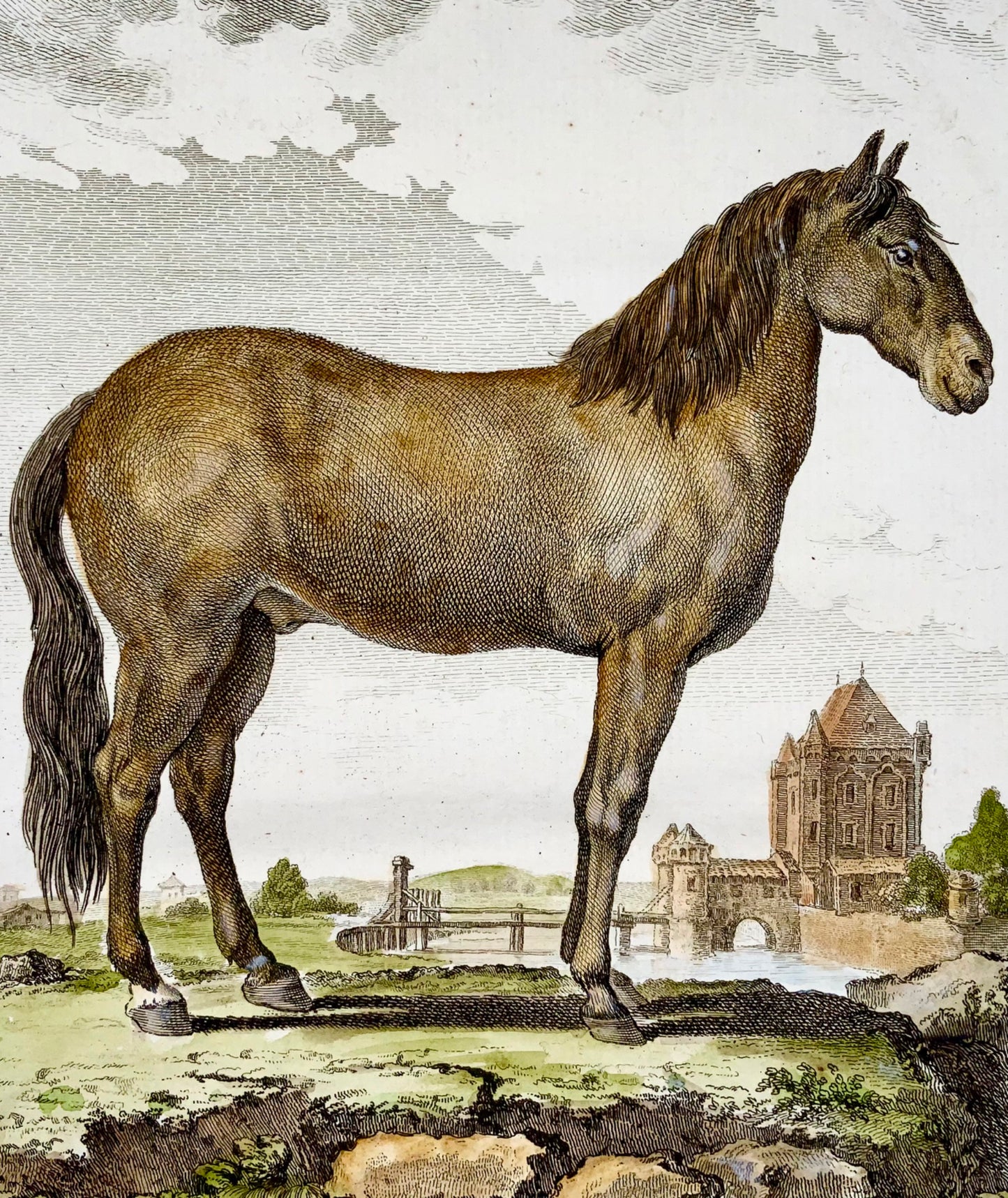 1766 De Seve; Spanish HORSE large QUARTO edition hand colored engraving - Mammal