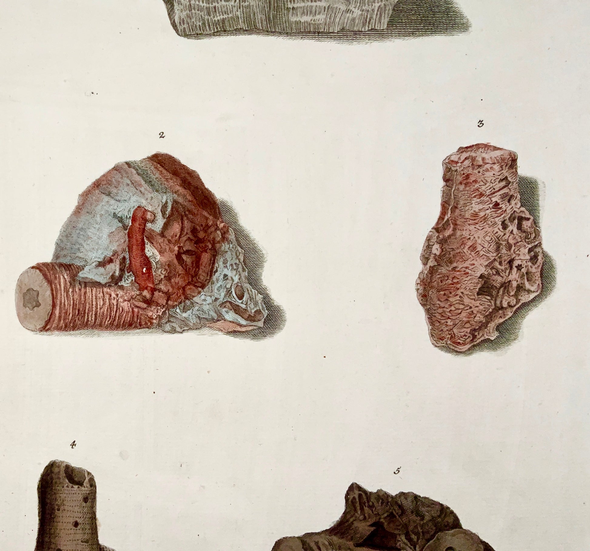 1764 G. W. Knorr (1705-1761); Large FOLIO Palaeontology Fossils Geology (VIIc)