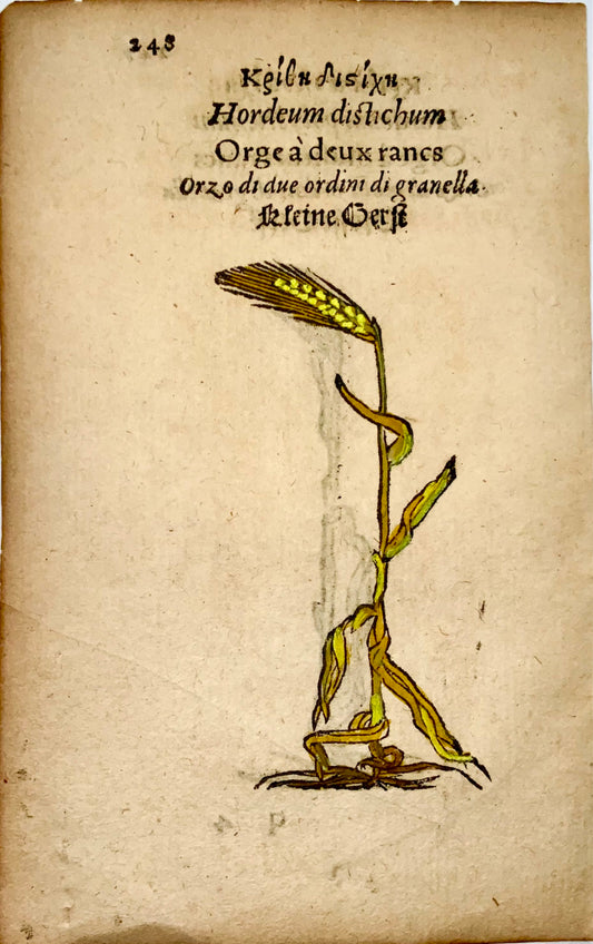 1551 Orzo, Leonhard Fuchs, 2 xilografie, colore a mano, grano, botanica